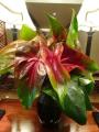 in Hawaii-1-21