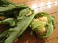 新潟の野菜1
